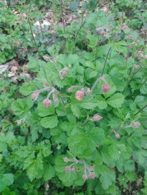 Geum rivale (Water Avens) (alternate view 12)