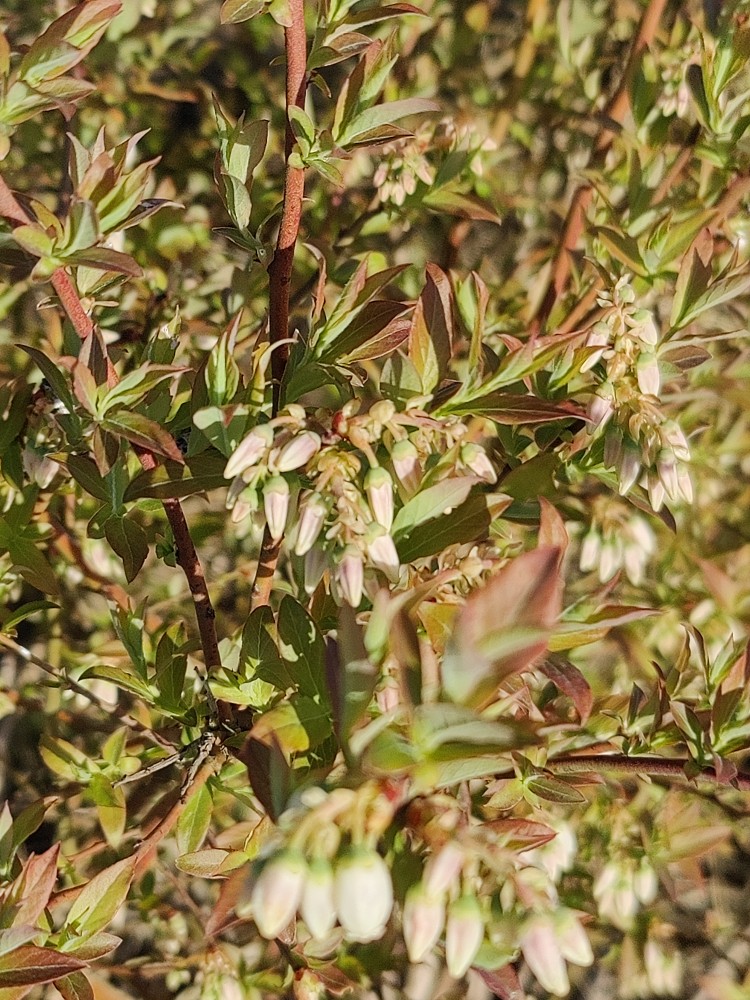 Vaccinium corymbosum (blueberry) (alternate view 12)