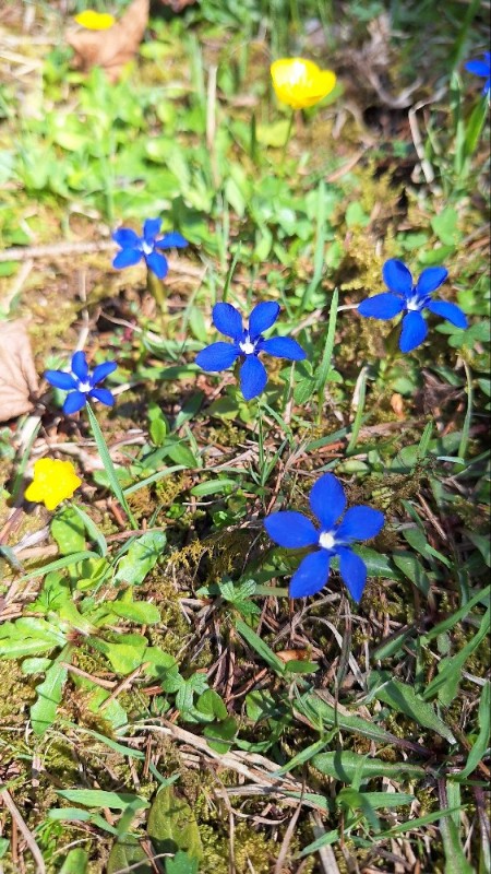 Gentiana (Gentians)