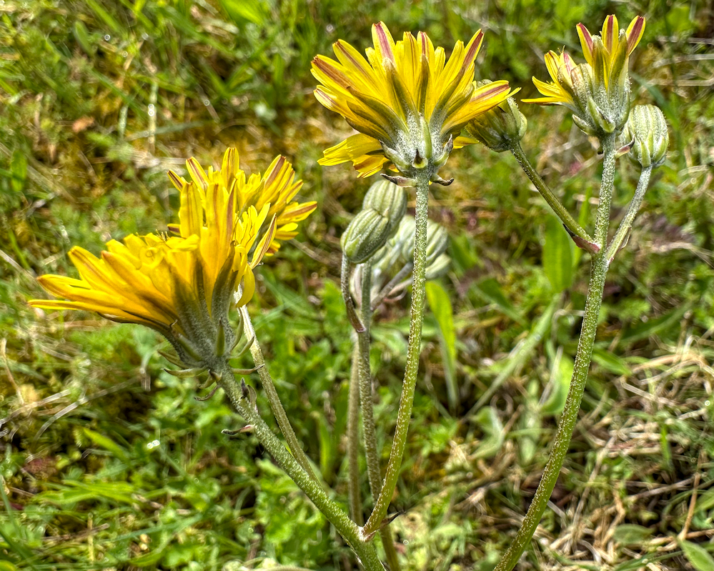 Crepis vesicaria (Beaked Hawksbeard) (alternate view 13)