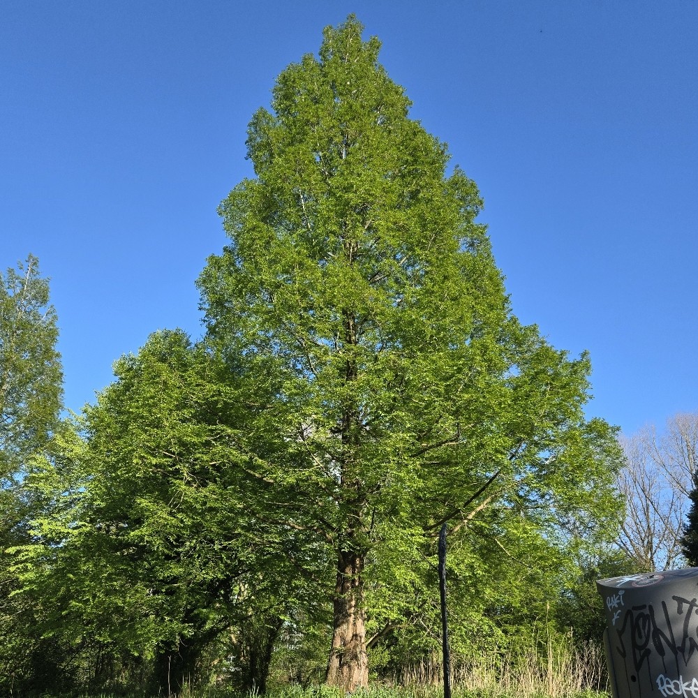 Metasequoia glyptostroboides (dawn redwood)