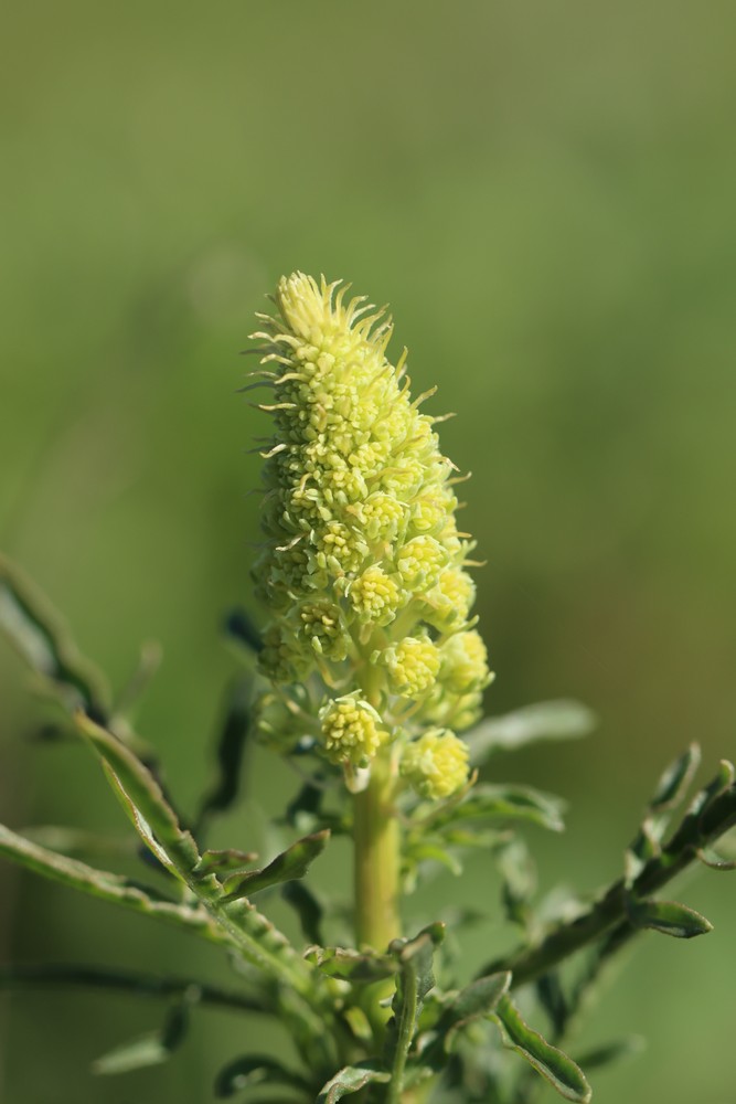 Reseda lutea (Wild Mignonette) (alternate view 11)