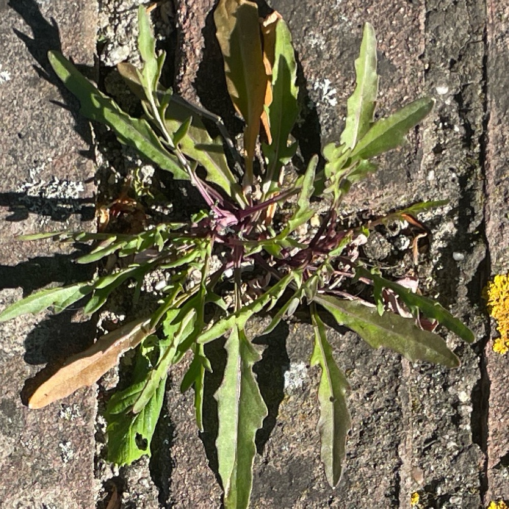 Diplotaxis tenuifolia (Perennial Wall-rocket) (alternate view 10)