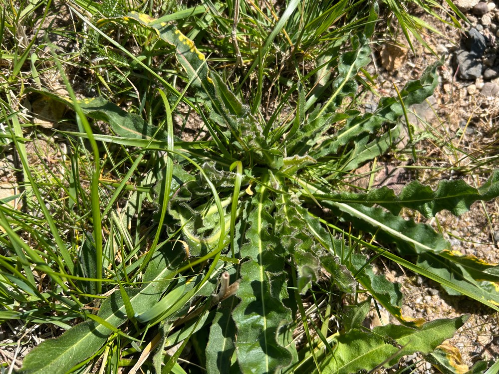 Picris hieracioides (Hawkweed Oxtongue) (alternate view 12)
