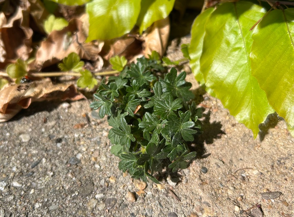 Geranium sanguineum (Bloody Crane's-bill) (alternate view 11)