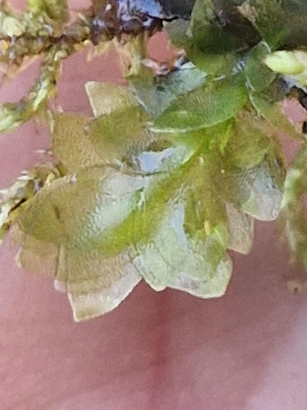 Hookeria lucens (Shining Hookeria) (alternate view 11)
