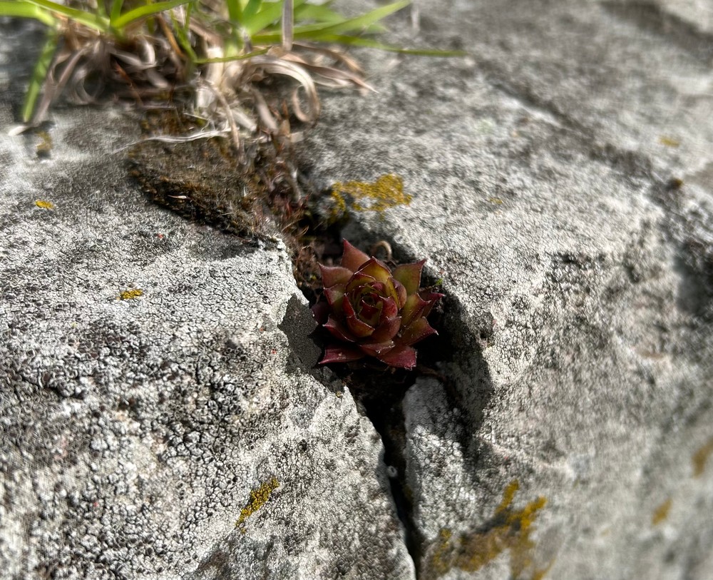 Sempervivum tectorum (Hens and Chicks) (alternate view 3)