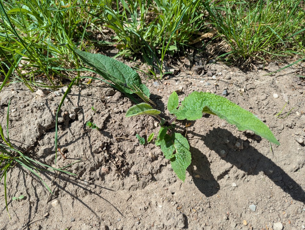 Verbascum nigrum (Dark Mullein) (alternate view 12)
