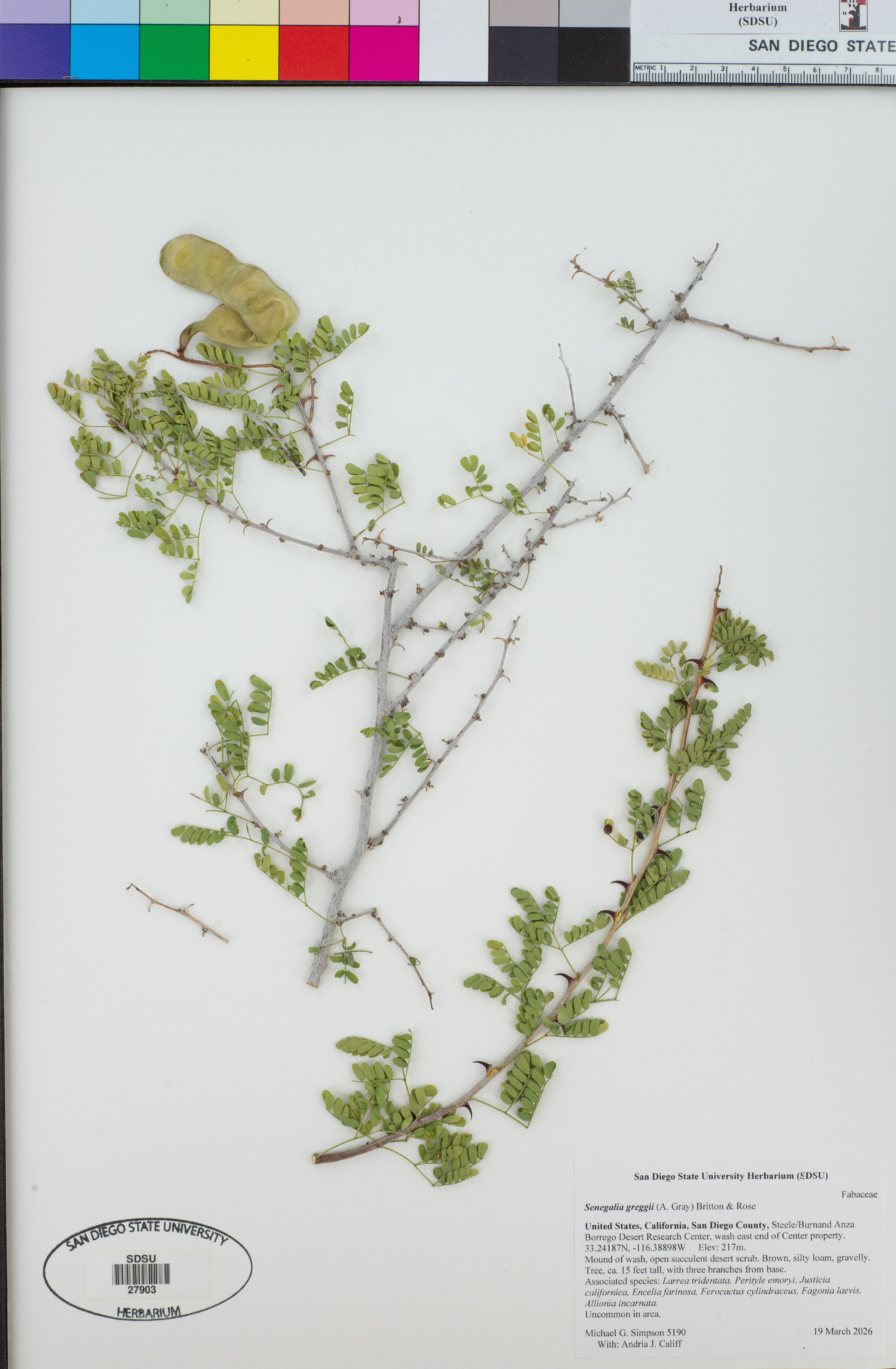 Senegalia greggii (Catclaw Acacia) (alternate view 9)