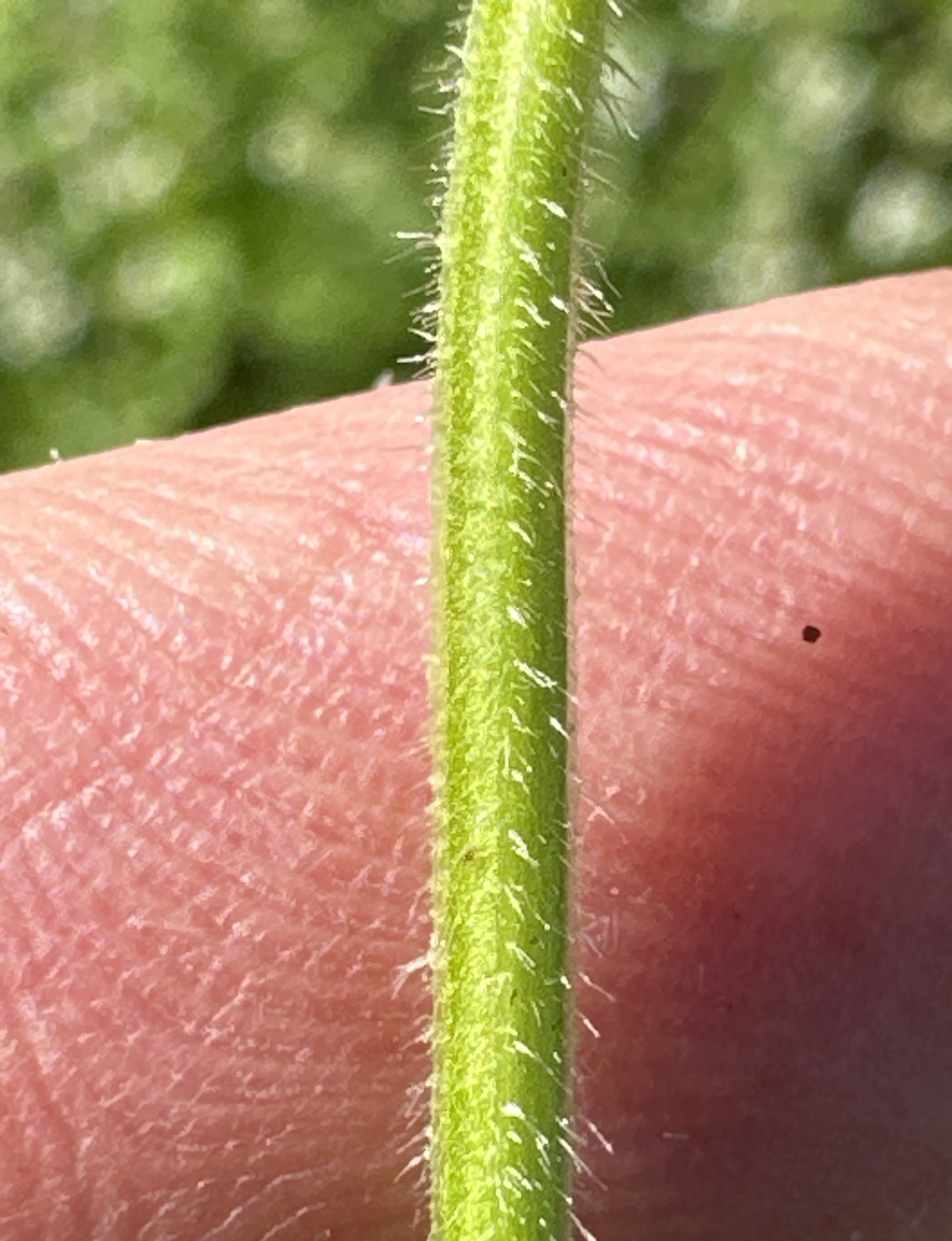 Stachys rigida (Rough Hedgenettle)