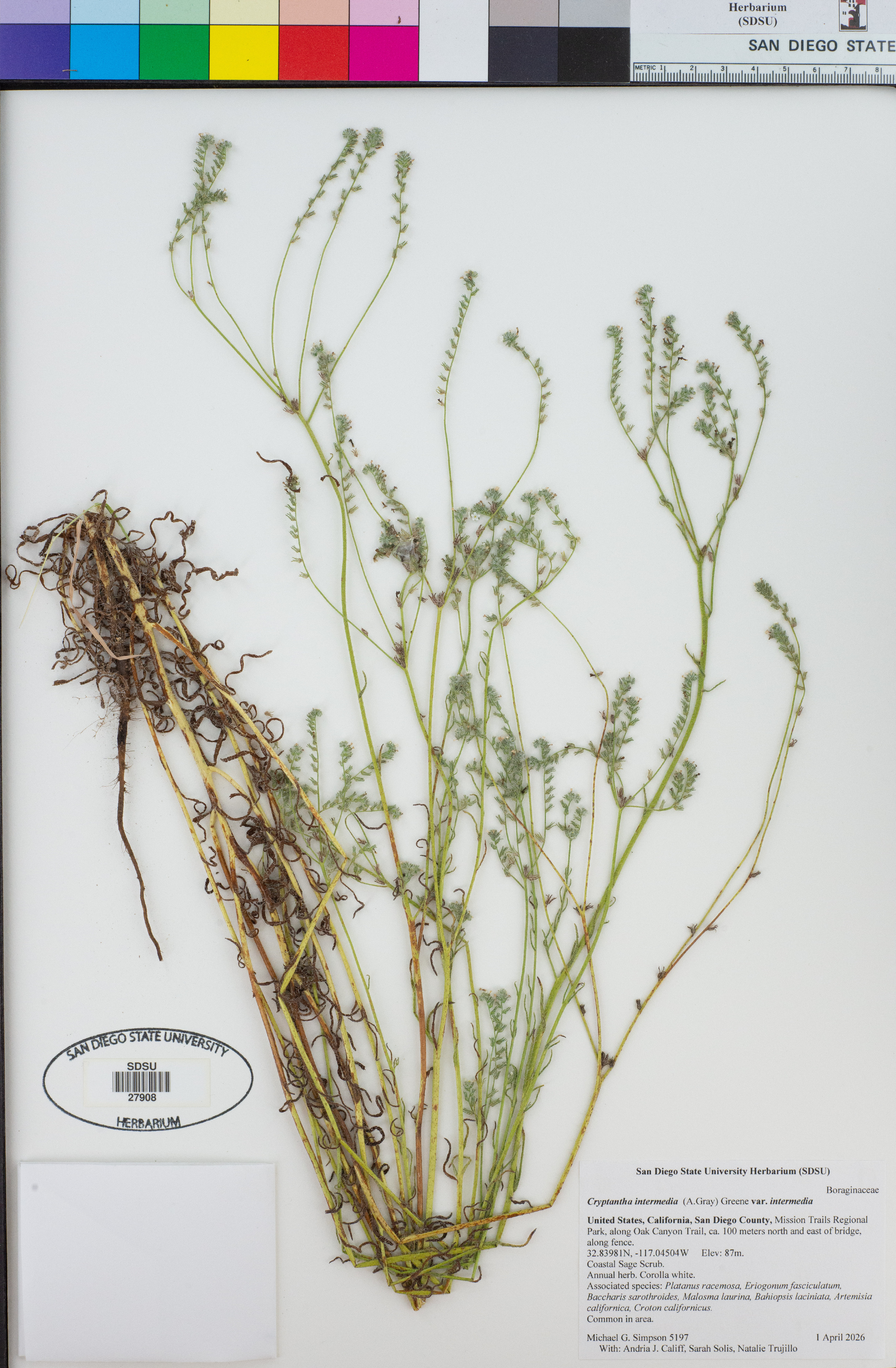 Cryptantha intermedia (Clearwater cryptantha) (alternate view 8)