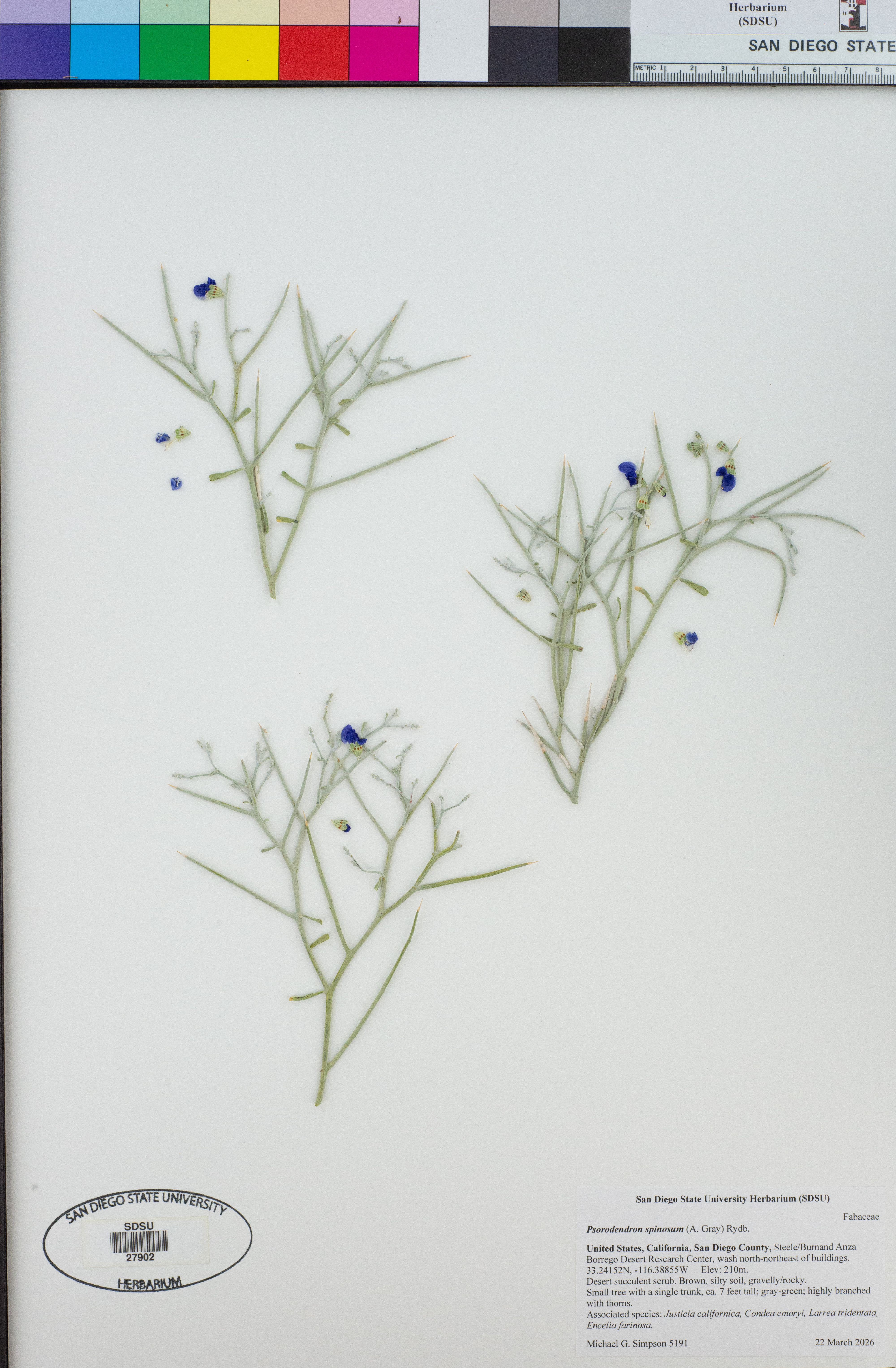 Psorodendron spinosum (Smoketree)
