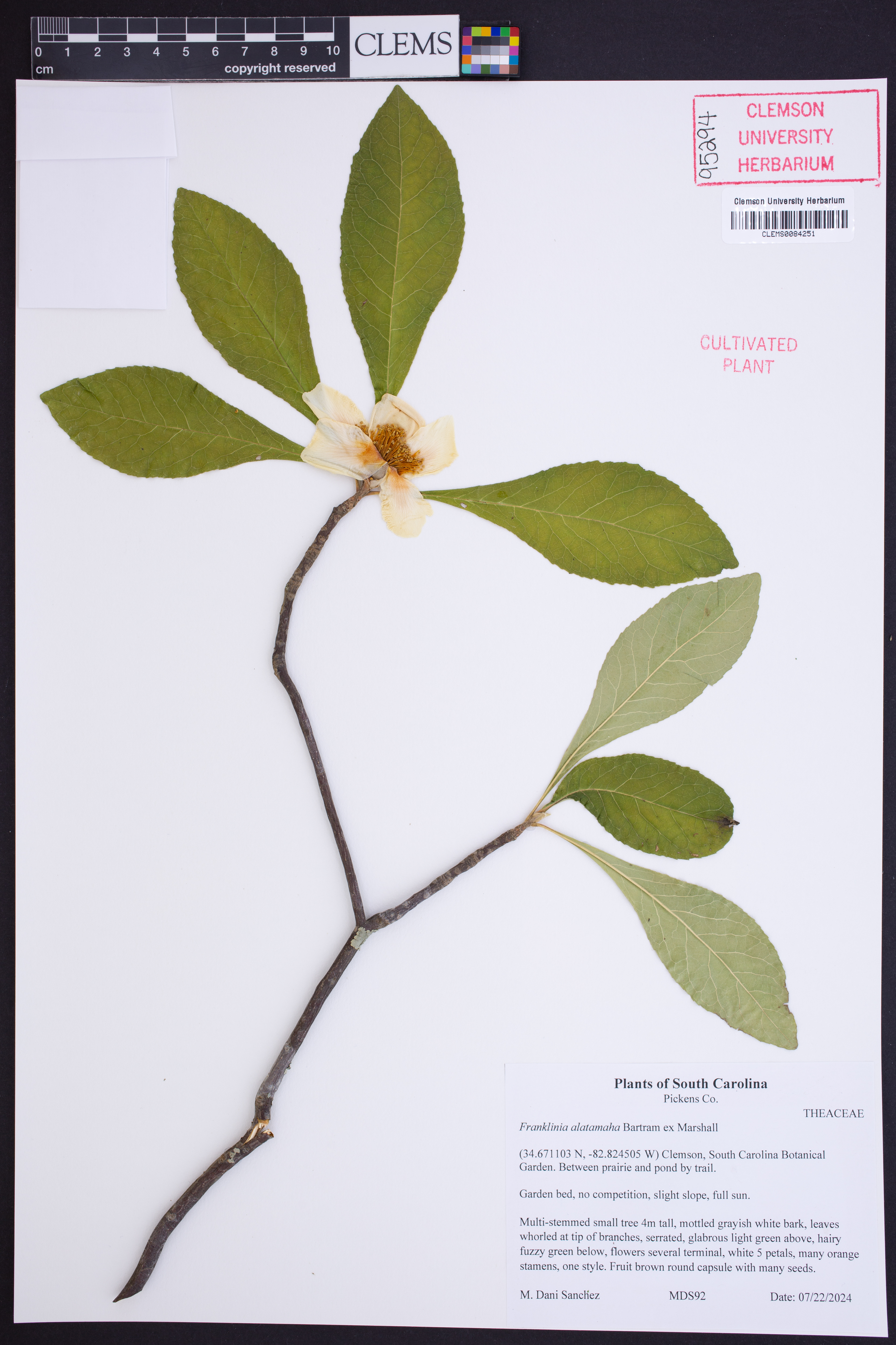 Franklinia alatamaha (franklinia) (alternate view 6)