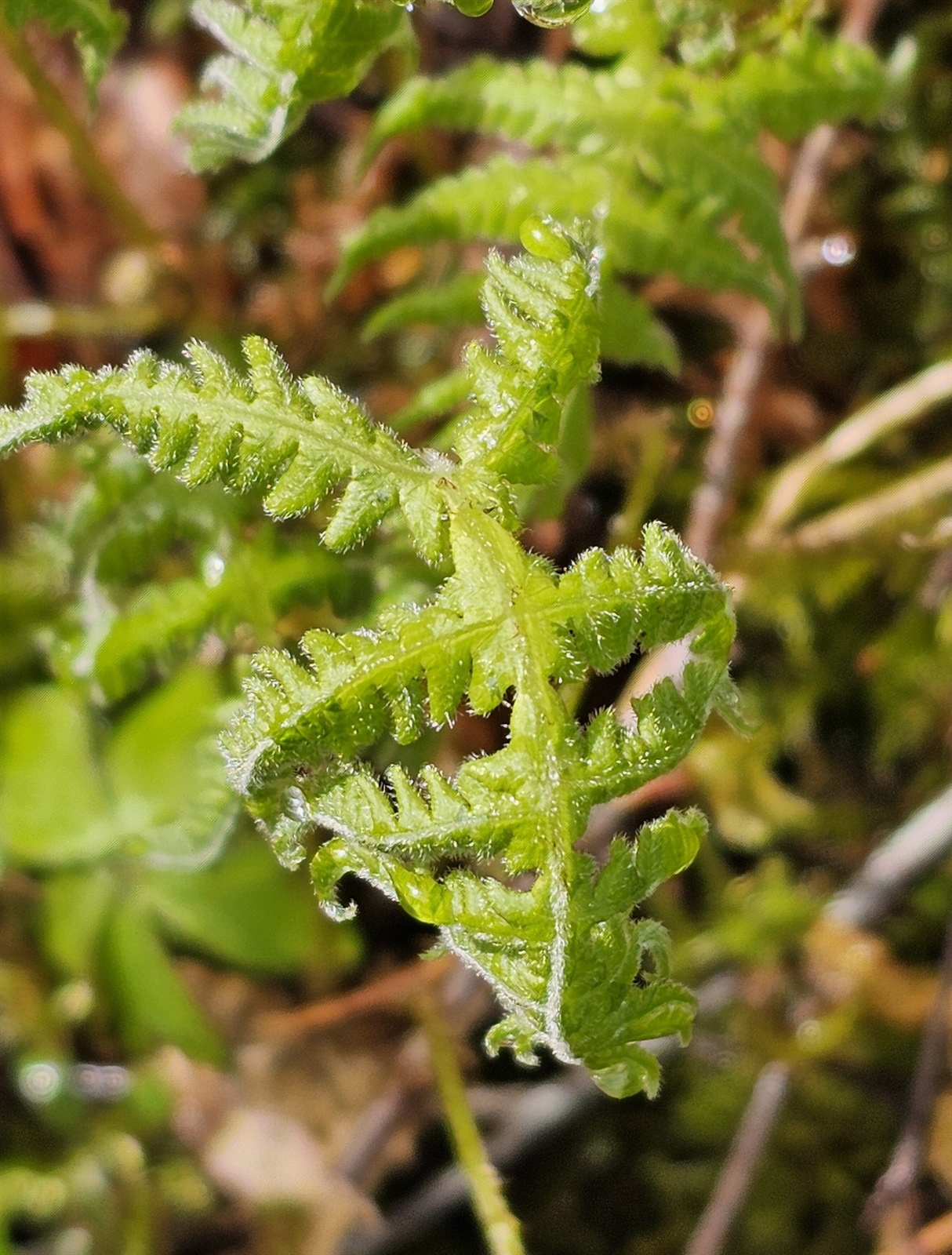 Phegopteris connectilis (long beech fern) (alternate view 4)