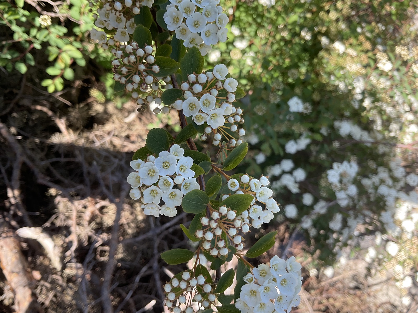 Spiraea × vanhouttei (Vanhoutte spirea) (alternate view 12)