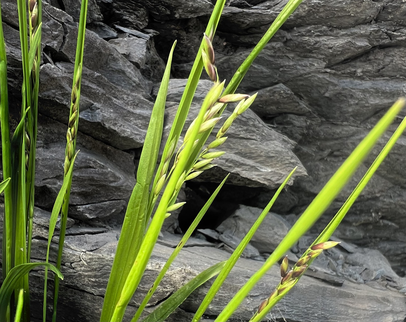 Melica nutans