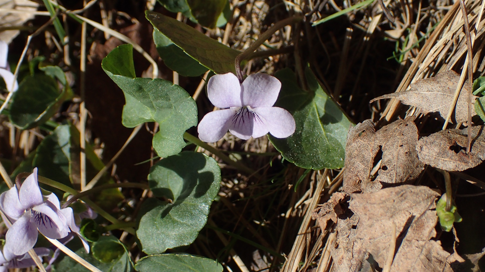 Viola palustris (Marsh Violet) (alternate view 4)