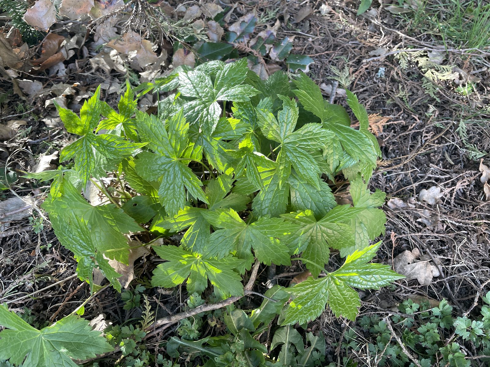 Geranium nodosum (alternate view 3)