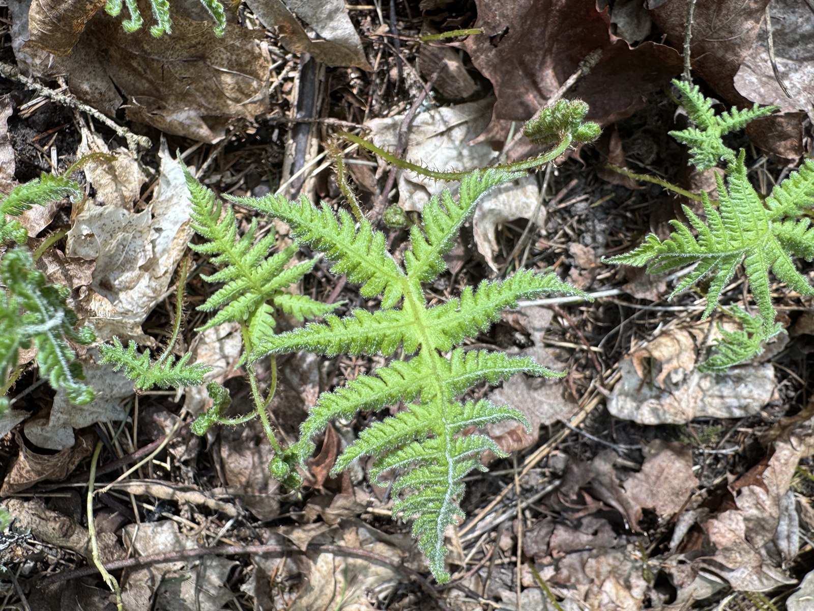 Phegopteris connectilis (long beech fern) (alternate view 2)