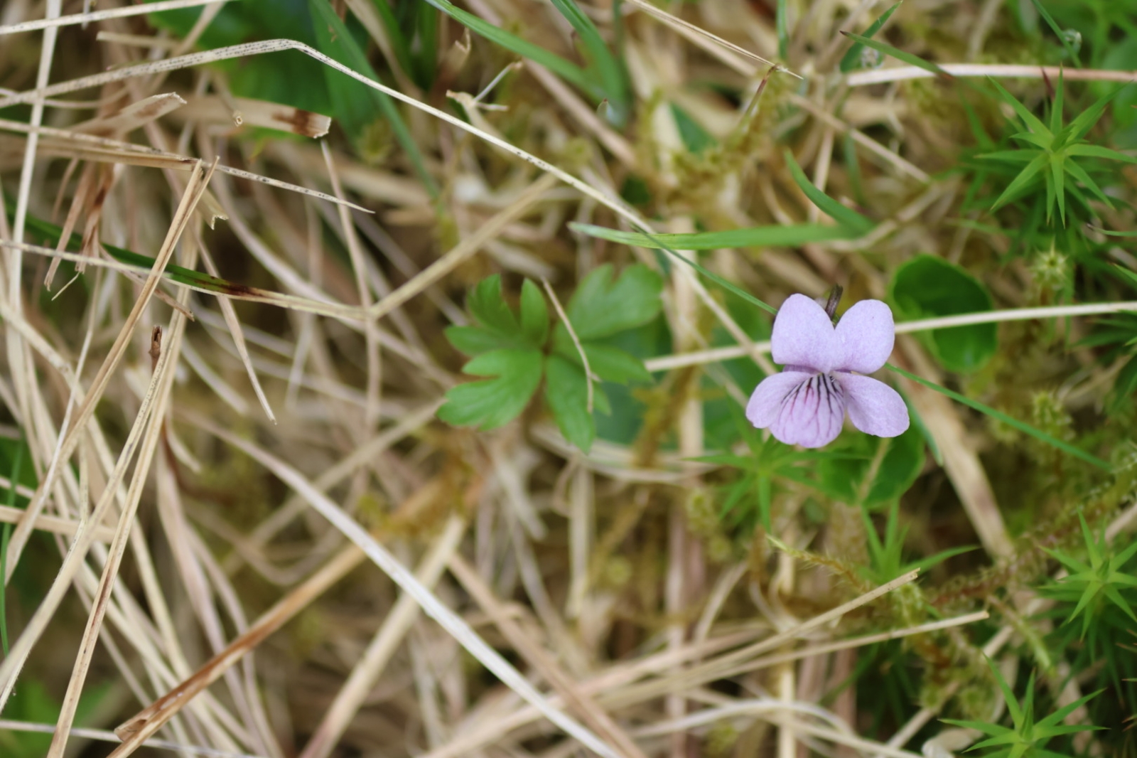 Viola palustris (Marsh Violet) (alternate view 5)