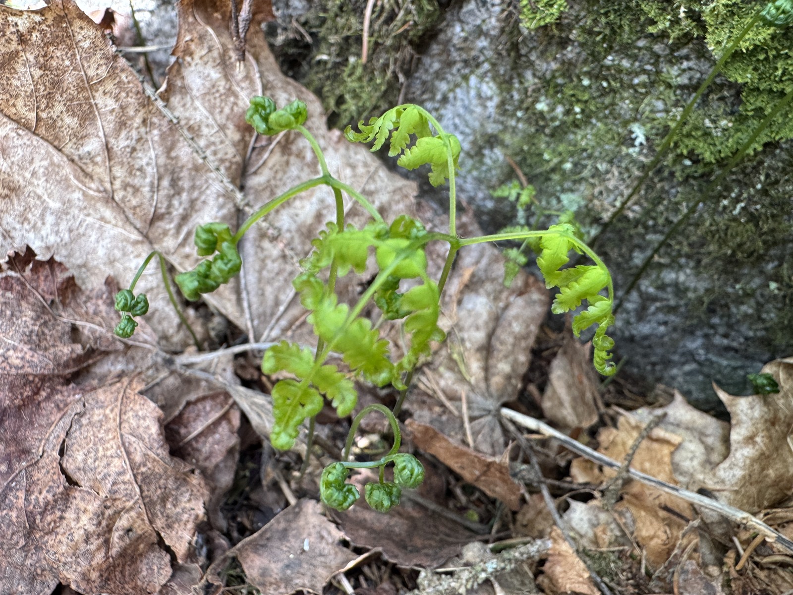 Gymnocarpium dryopteris (Northern Oak Fern) (alternate view 2)