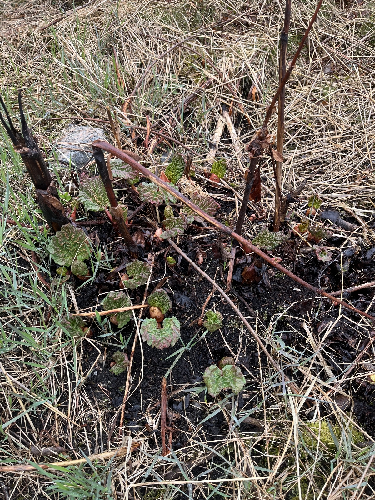 Rheum rhabarbarum (Rhubarb) (alternate view 12)