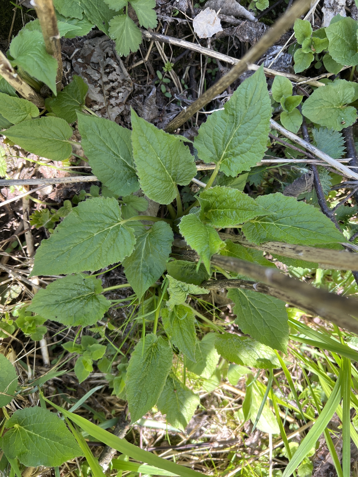 Campanula latifolia (Giant Bellflower) (alternate view 10)