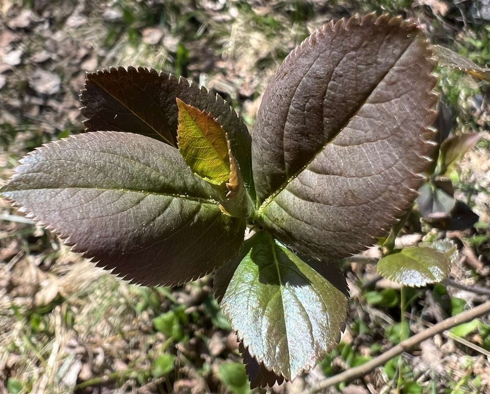 Aronia melanocarpa (Chokecherry)