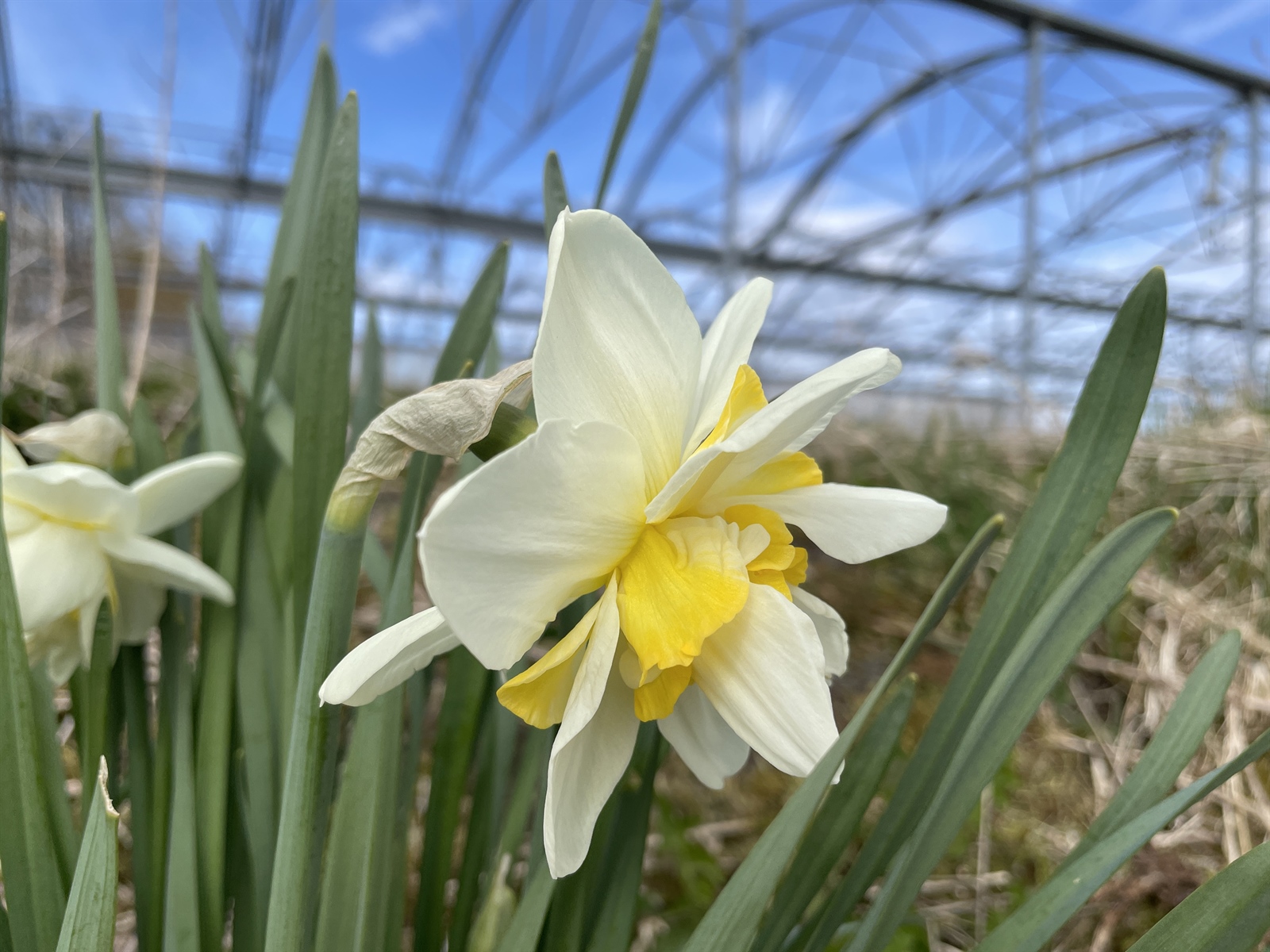 Narcissus × incomparabilis (Nonesuch Daffodil)