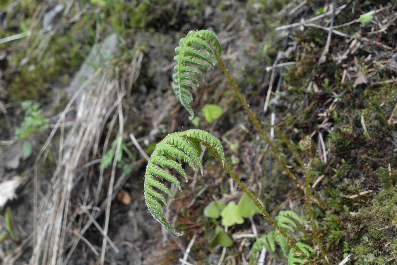 Phegopteris connectilis (long beech fern) (alternate view 5)