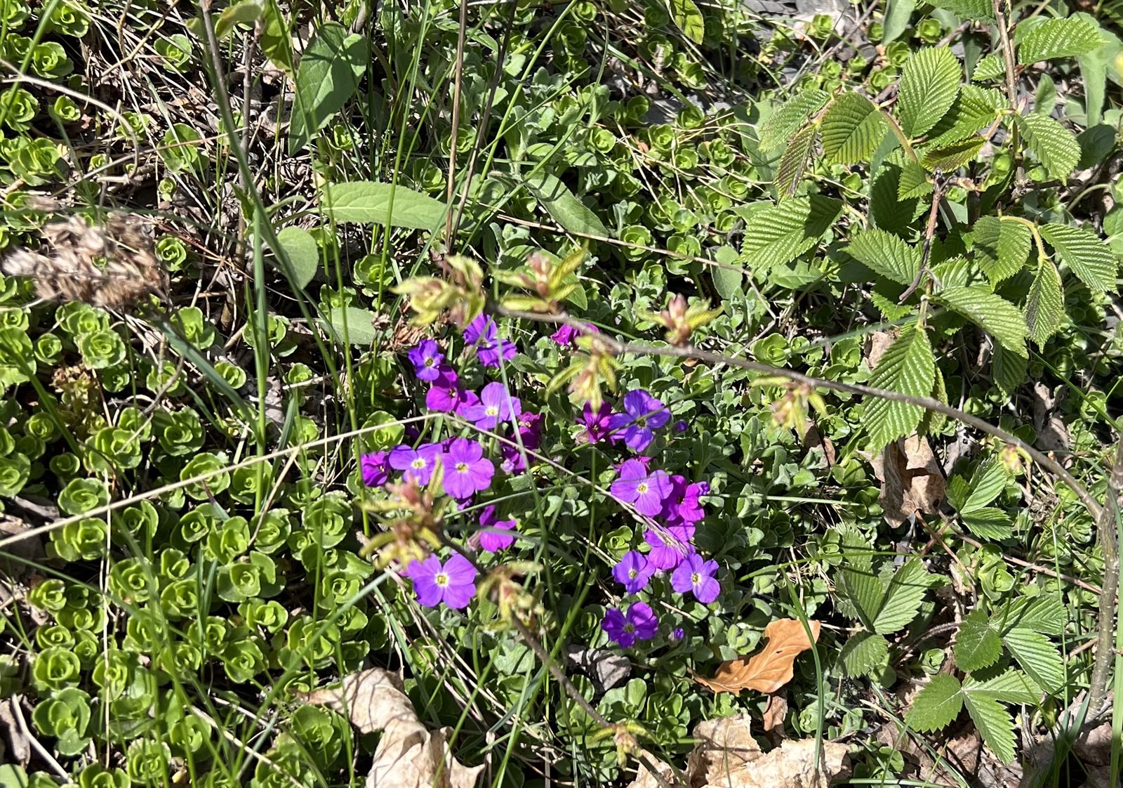 Aubrieta deltoidea (purple rock cress) (alternate view 12)
