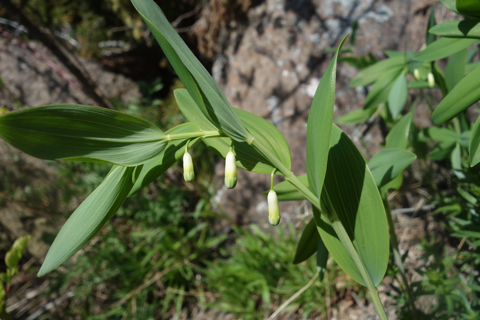 Polygonatum odoratum (Solomon's Seal)