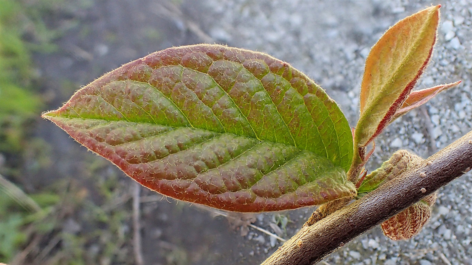 Cotoneaster bullatus (hollyberry cotoneaster) (alternate view 11)