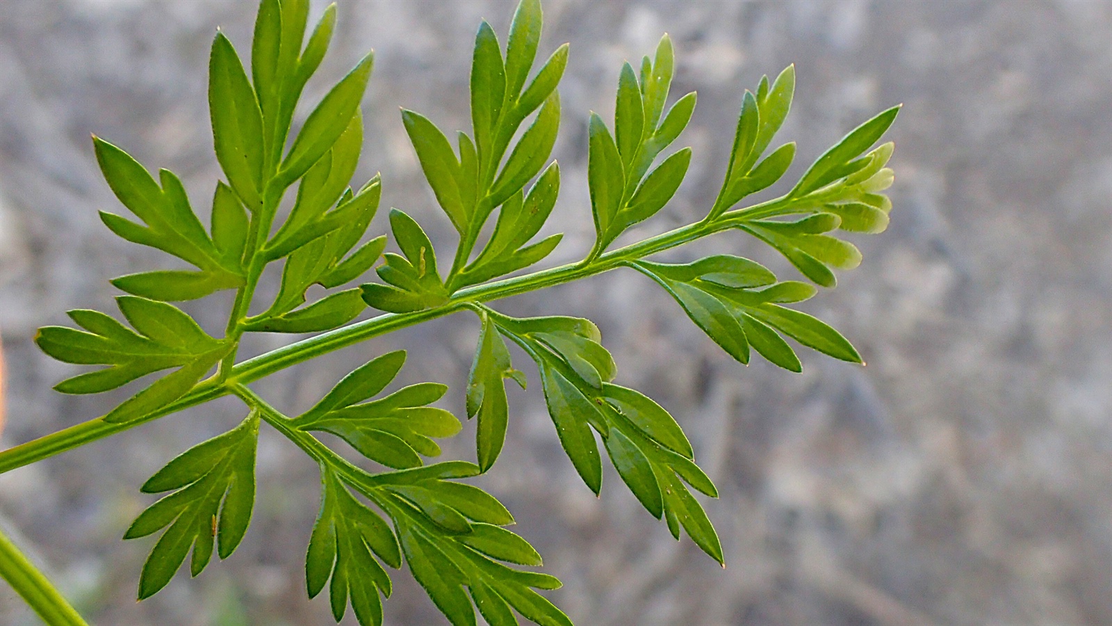 Conopodium majus (Pignut) (alternate view 9)