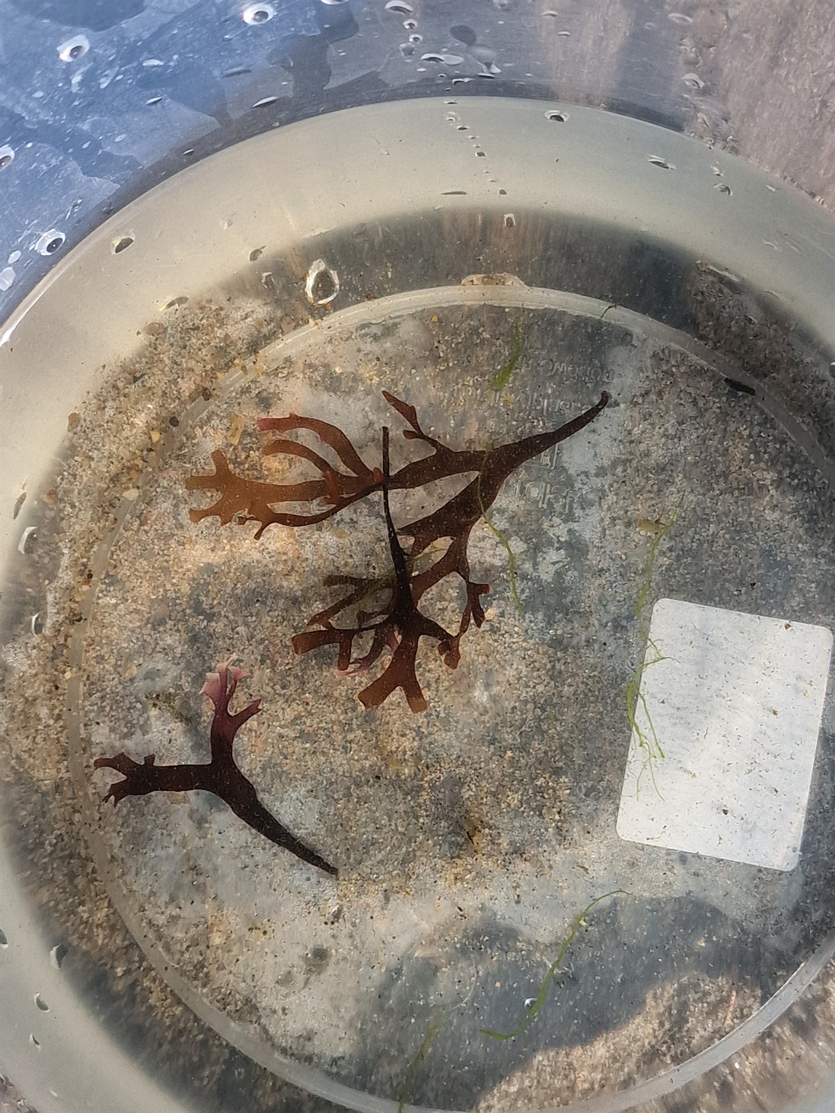 Chondrus crispus (Irish Moss) (alternate view 12)