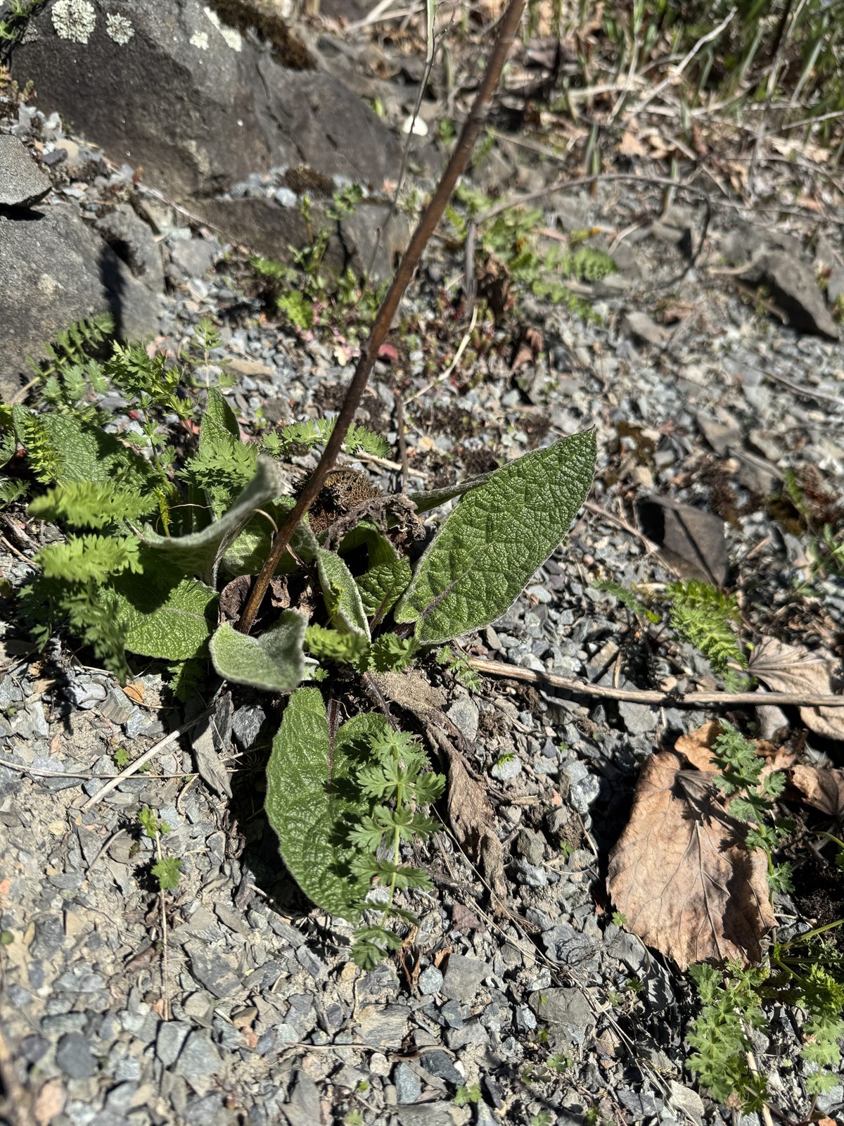 Verbascum nigrum (Dark Mullein) (alternate view 13)