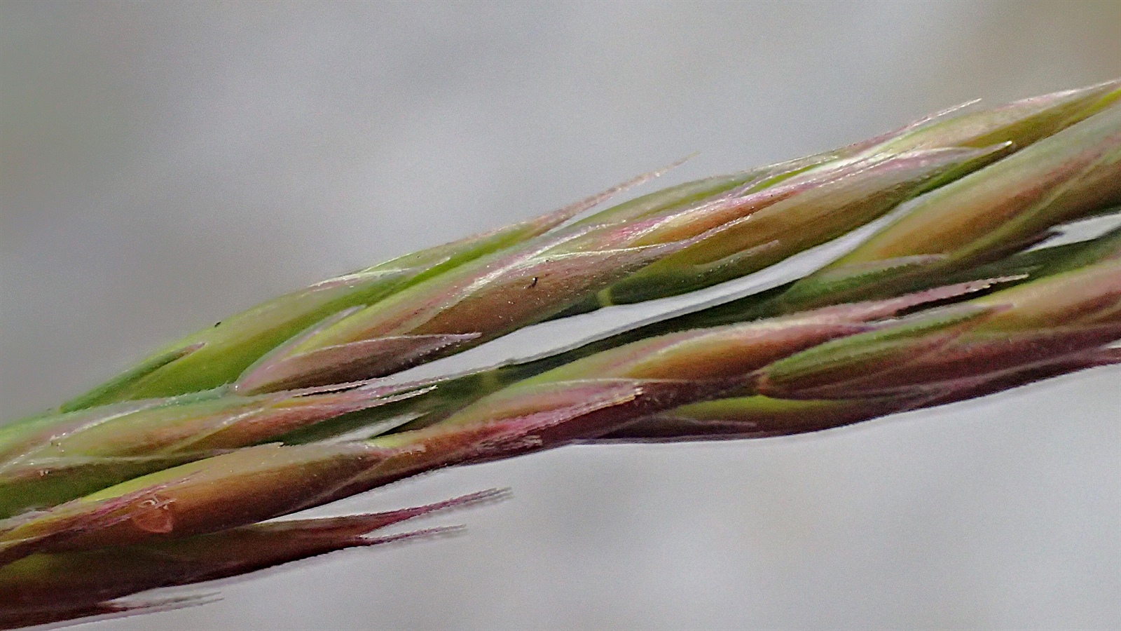 Festuca rubra (Red Fescue) (alternate view 11)