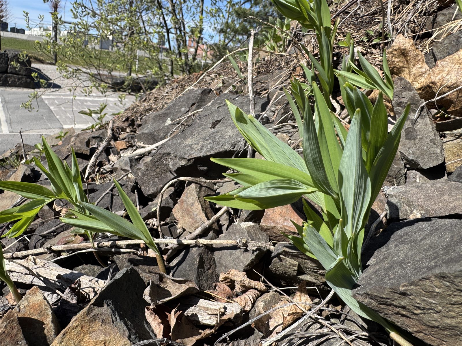 Polygonatum odoratum (Solomon's Seal) (alternate view 2)