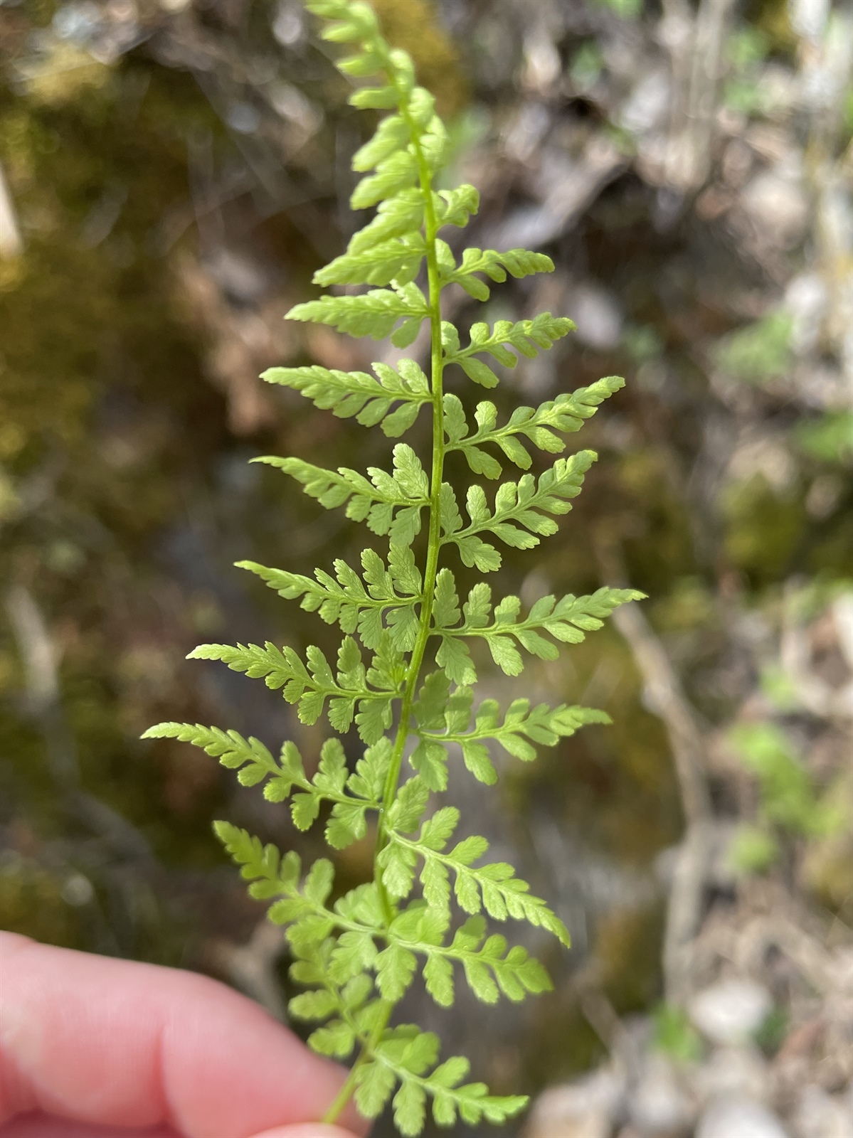 Cystopteris fragilis (brittle bladderfern) (alternate view 13)