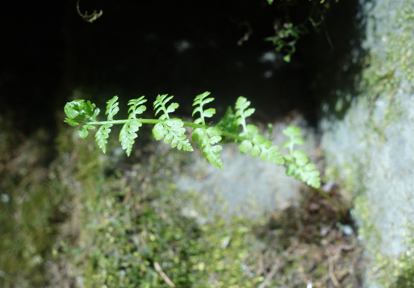 Cystopteris fragilis (brittle bladderfern) (alternate view 12)