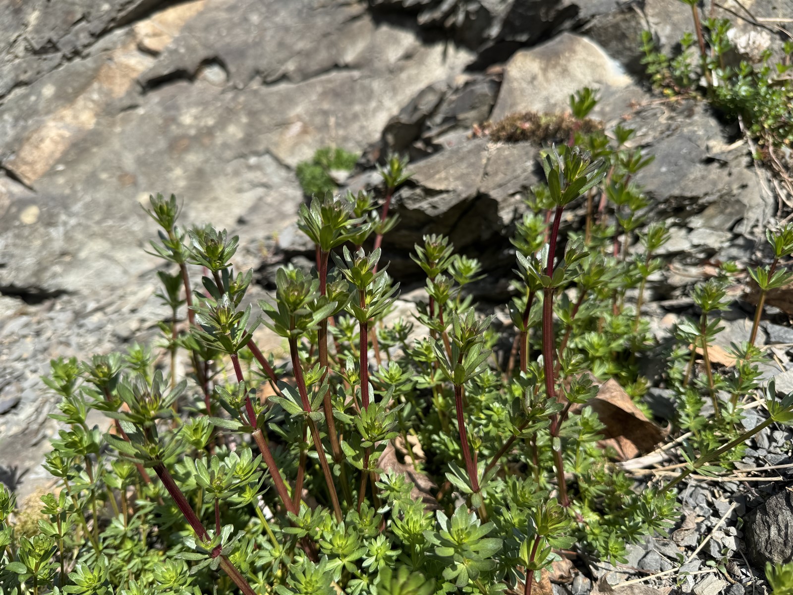 Galium album (white bedstraw) (alternate view 14)
