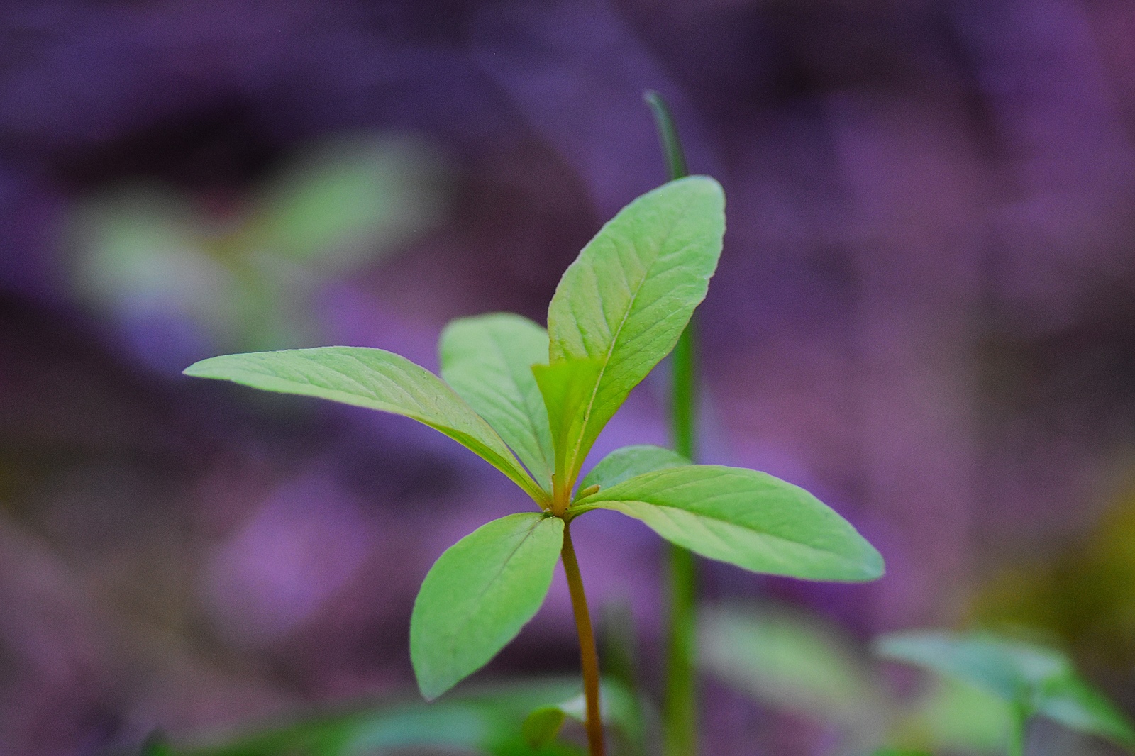 Lysimachia europaea (Arctic Starflower) (alternate view 15)