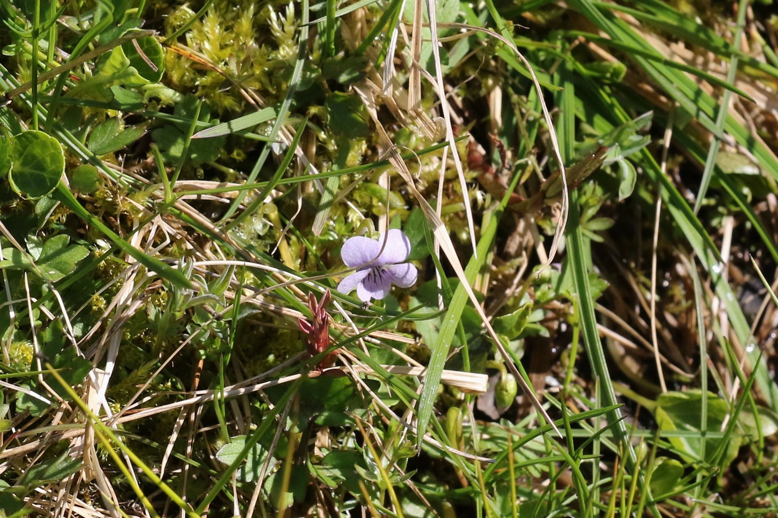 Viola palustris (Marsh Violet) (alternate view 2)