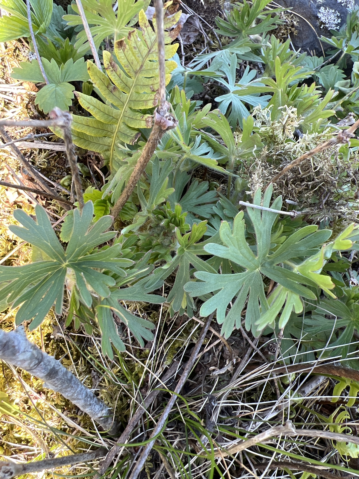 Geranium sanguineum (Bloody Crane's-bill) (alternate view 14)