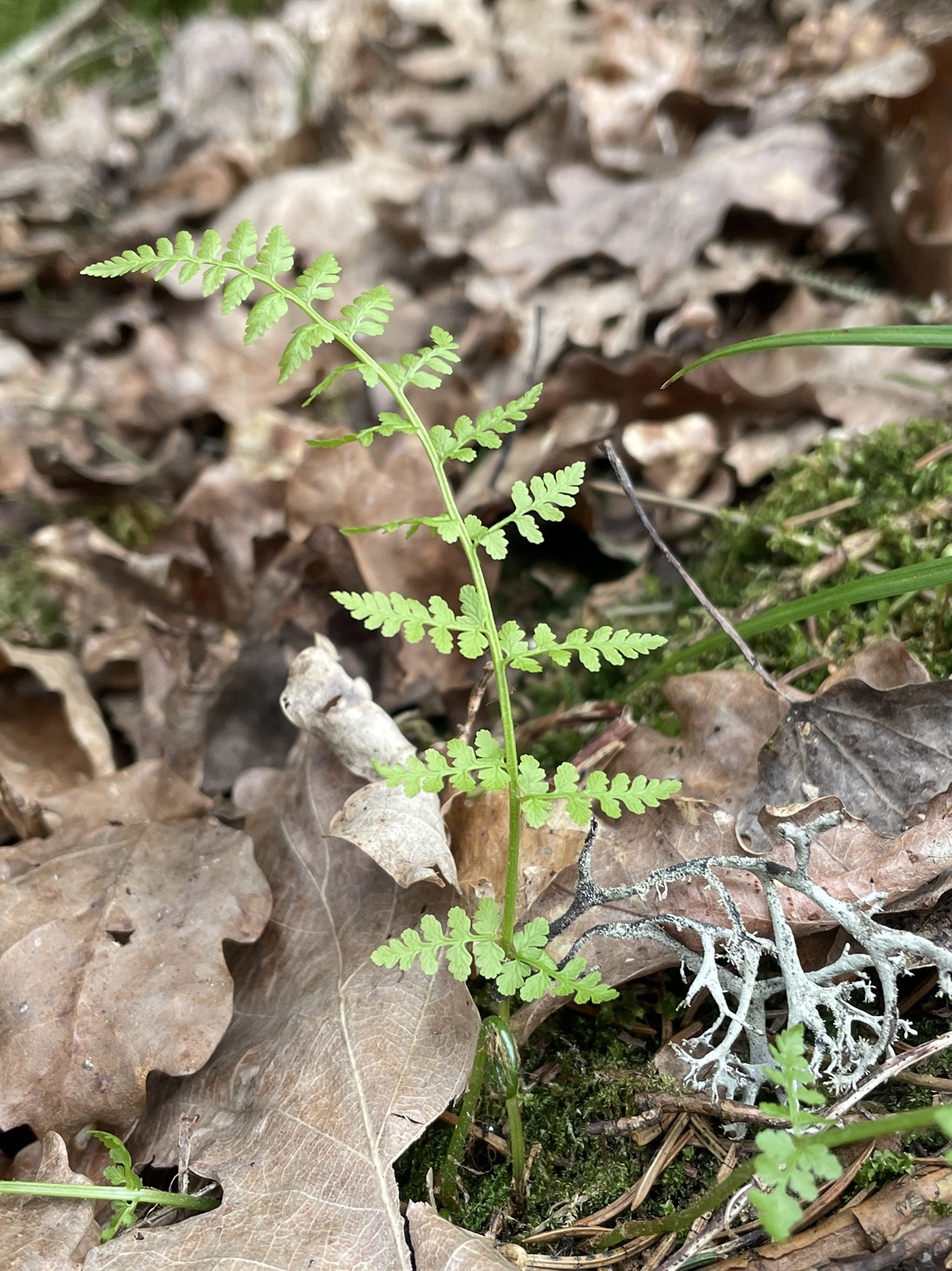Cystopteris fragilis (brittle bladderfern) (alternate view 11)