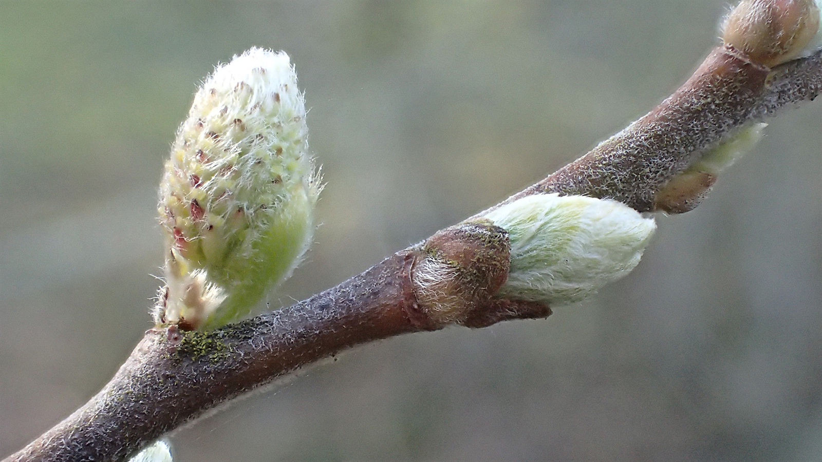 Salix aurita (Eared Willow) (alternate view 12)
