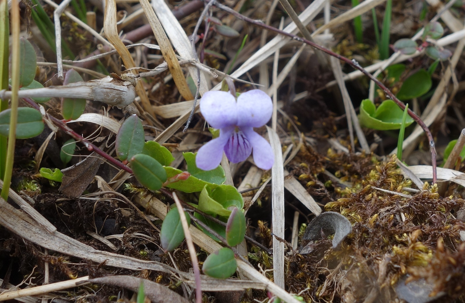 Viola palustris (Marsh Violet) (alternate view 3)