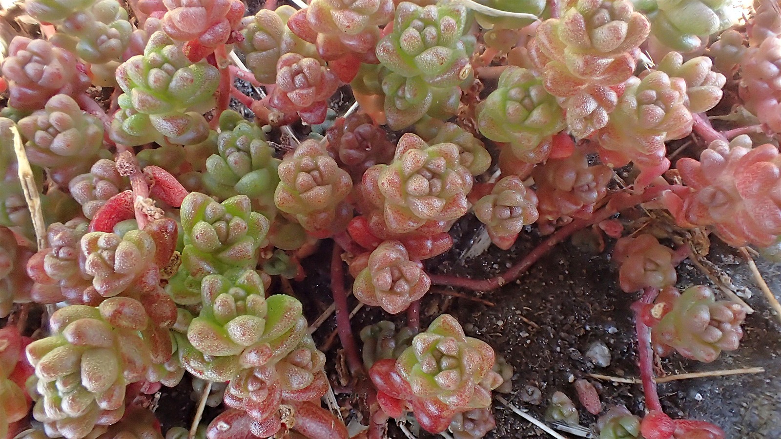 Sedum anglicum (English Stonecrop) (alternate view 15)