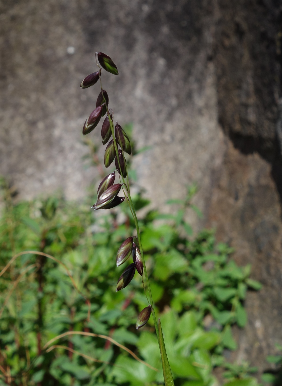 Melica nutans (alternate view 2)