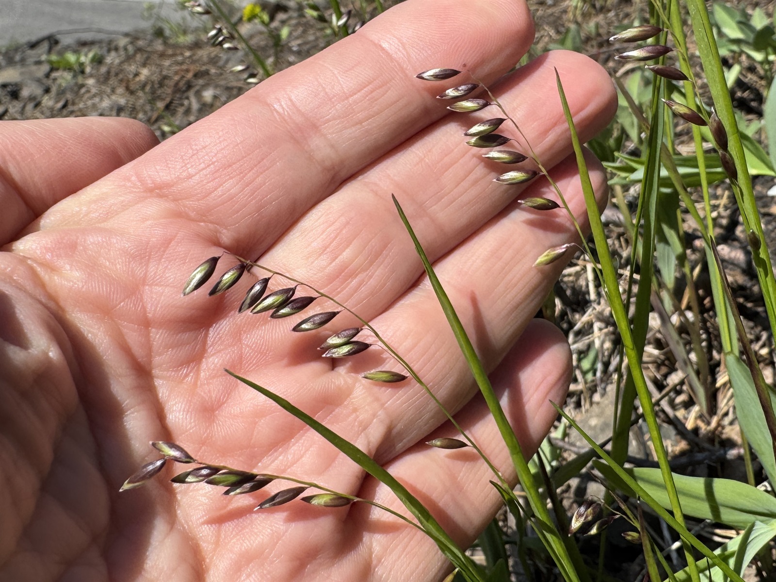 Melica nutans (alternate view 3)